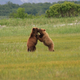 Illustration for article titled Please Enjoy This Gallery Of Amazing Bear Photos